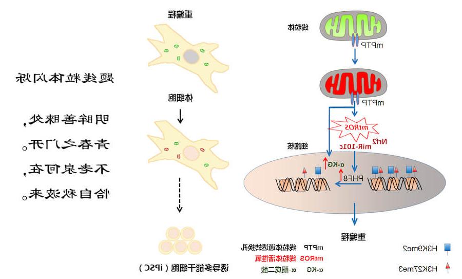 mPTP-Graphical abstract-20180829-ʫ.jpg